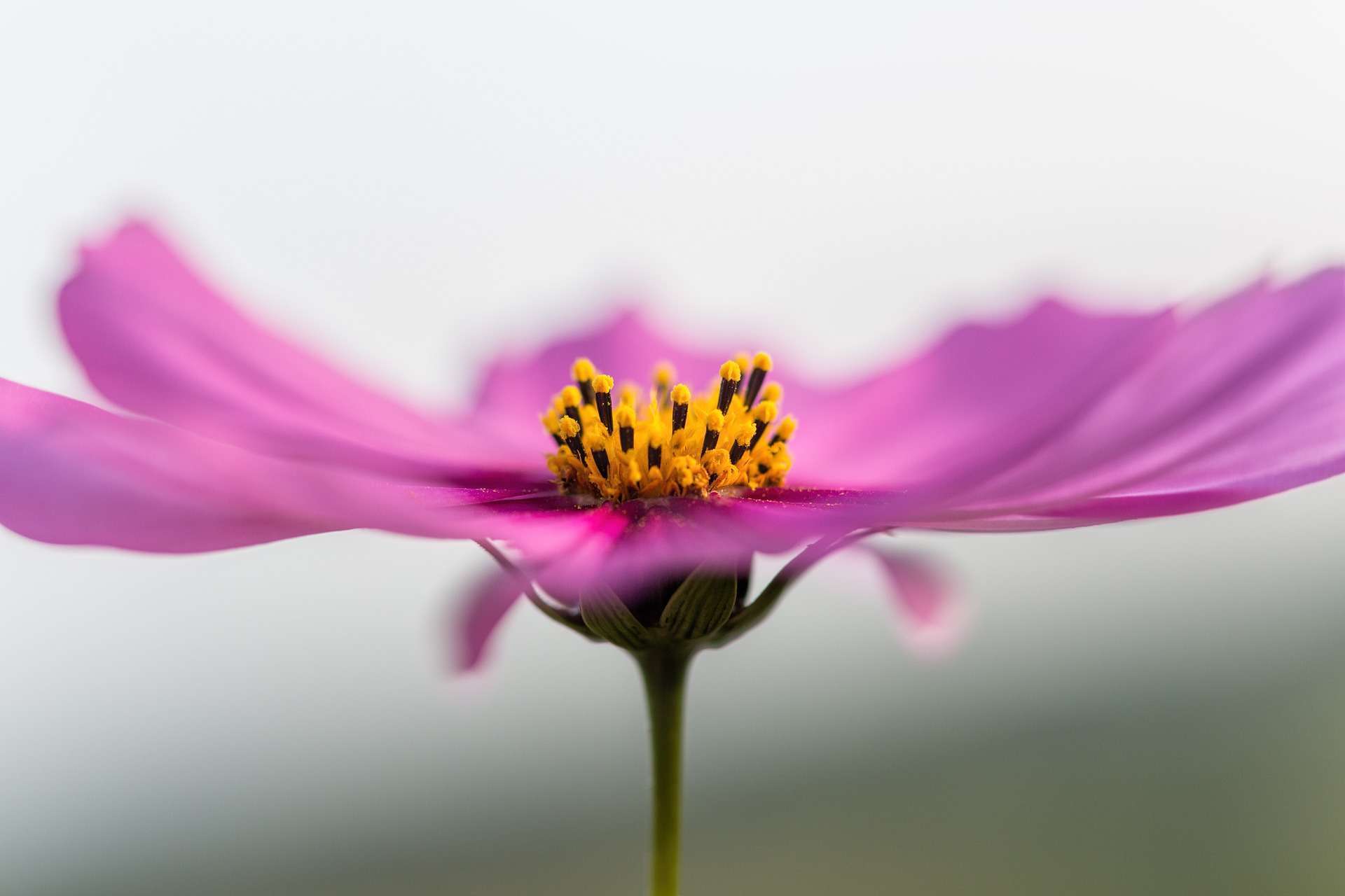 blossom-1467391_1920